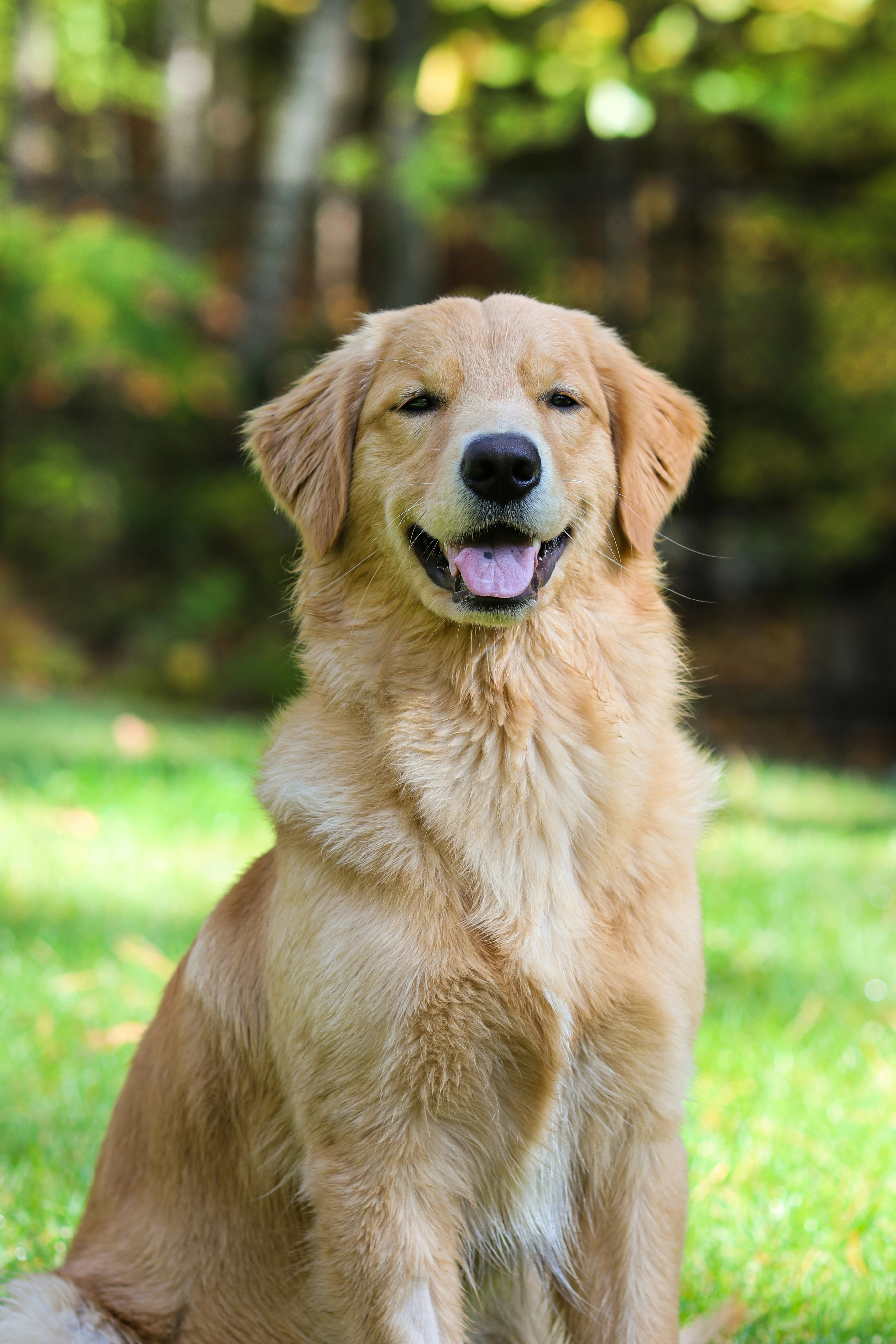 Dog Insurance Worth It